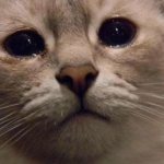 Why are Britons constantly in tears?