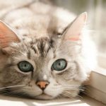 Почему у кошки холодные уши читайте статью
