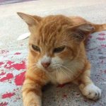 Почему у кошки идет кровь из переднего прохода: первая помощь питомцу