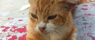 Why does a cat bleed from the anus: first aid for a pet