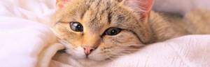 почему у кошки появились коричневые выделения из глаз