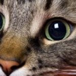 Почему у кошки выпадает шерсть клоками и появились болячки на коже болячки на спине и голове