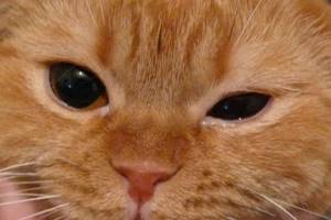 Почему у котенка слезятся глаза