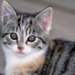 Why do cats have hot or cold ears?