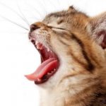 Почему у котов выпадают клыки читайте статью