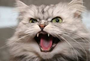 Почему выпадают зубы у кошек
