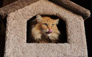 Подарить кошке дом, и вы увидите взгляд, который вас никогда не предаст.