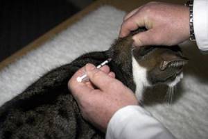 Подбор правильной дозы дексаметазона, которая нужна коту в той или иной ситуации, определит то, будут ли у лечения негативные последствия