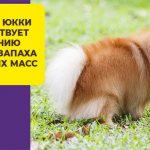 Detailed review of Brit dog food