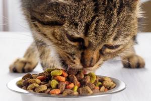 Полезная еда для кошек