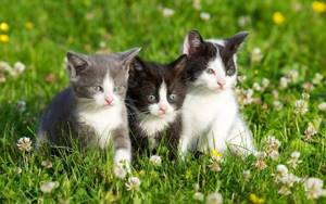 полезная трава для кошек
