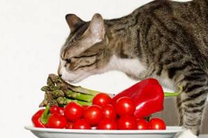Полезное питание полезно и кошкам.