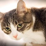 Поликистоз почек у кошек - симптомы и лечение