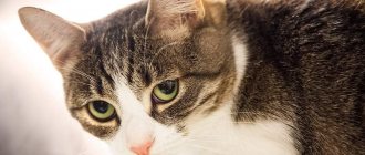 Поликистоз почек у кошек - симптомы и лечение