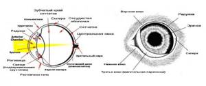 Полулунная складка является обязательной частью глаза, обеспечивая нормальную работу органа, фото https://zoosecrets.ru