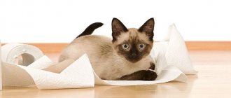 Понос у котов - причины