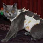 Попона для кошки своими руками