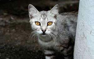 Поражение глаз гельминтами у кошек