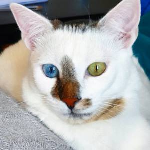 Порода кошек с разными глазами не существует: фото и научное объяснение красивого феномена