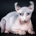 порода кошки двэльф