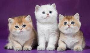 Породистые котята с голубой и белой шерстью особо нуждаются в профилактической прививке от коронавируса