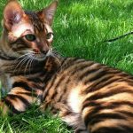 Породы кошек похожих на тигра
