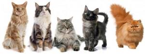 породы кошек с фото разных пород