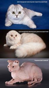 Породы кошек с маленькими ушами