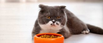 Loss of appetite in a cat