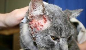 Повреждения кожных покровов животного часто становятся причиной развития у кошек дерматитов, а также усугубляющих данный недуг инфекций