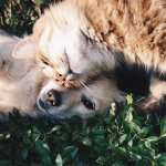 Truths and lies about holistic pet foods