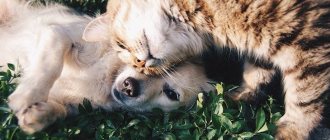 Truths and lies about holistic pet foods