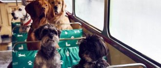 Rules for transporting animals on the bus