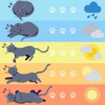 Weather prediction by cat
