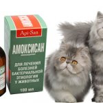 Amoxisan for cats