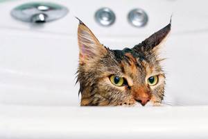 При купание котенка мейн-куна следует придерживается одного главного правила - ни в коем случае не кричать на вашего питомца