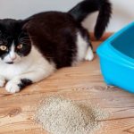 Causes of black feces in cats