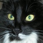 Причины черного носа у кошек: гнойные выделения из глаз, примеры как можно помочь