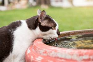 Причины почему кот не пьет воду