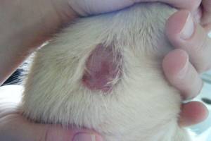 Причины почему у кота выпадает шерсть клоками и есть болячки на коже