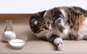 Причины воспаления параанальных желез у кошек
