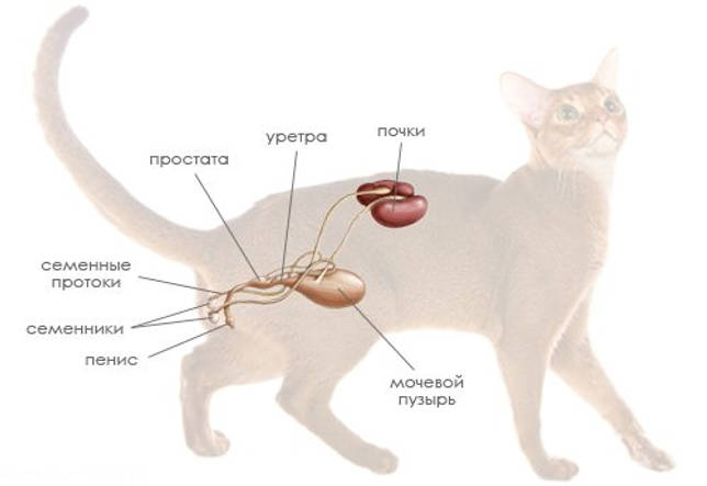 Применение Монурала у кошек при цистите