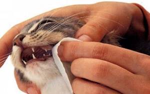 Приучение котенка к чистке зубов