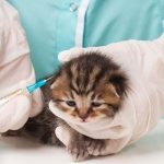 Прививки британским котятам и график вакцинации