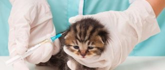 Vaccinations for British kittens and vaccination schedule