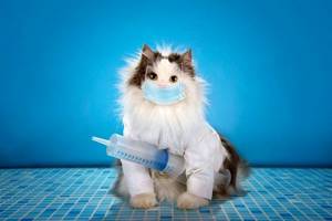 прививки кошкам и вакцинация кошек