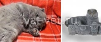 прививки шотландским вислоухим котятам