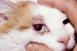 Признаки демодекоза у кошек