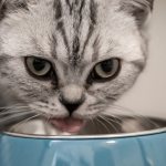 Признаки переедания у кошки