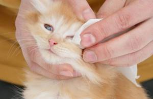 Промывание глаз кошке
